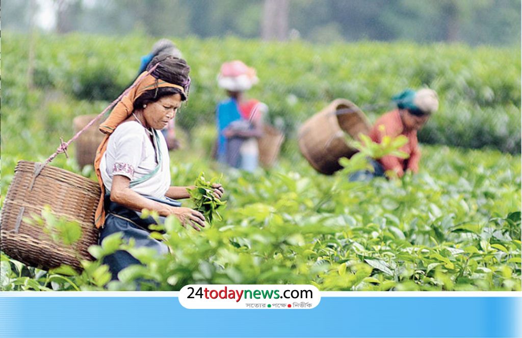 মৌলভীবাজারে বুধবার বন্ধ থাকবে চা বাগান