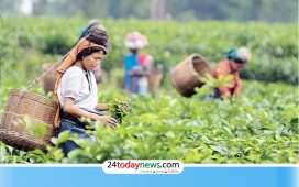 মৌলভীবাজারে বুধবার বন্ধ থাকবে চা বাগান