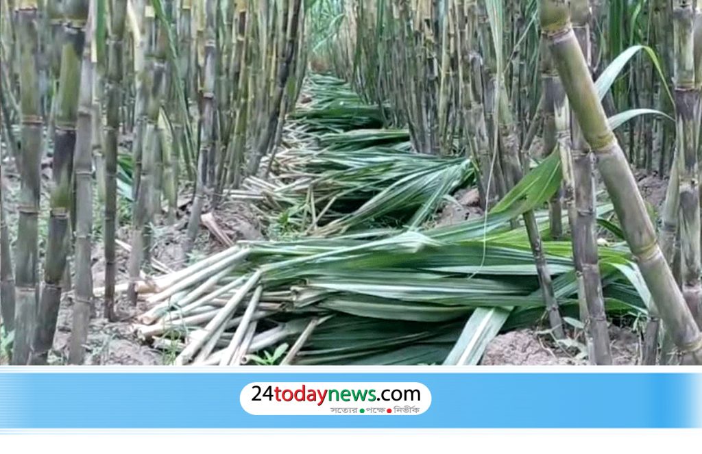 চাঁদপুরে আখ চাষে আগ্রহ বাড়ছে, আধুনিক জাত ও জৈব সার ব্যবহারের পরামর্শ
