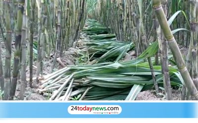 চাঁদপুরে আখ চাষে আগ্রহ বাড়ছে, আধুনিক জাত ও জৈব সার ব্যবহারের পরামর্শ