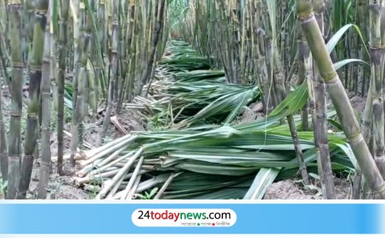 চাঁদপুরে আখ চাষে আগ্রহ বাড়ছে, আধুনিক জাত ও জৈব সার ব্যবহারের পরামর্শ