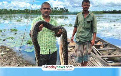 শ্রীমঙ্গলে মাছের জালে আটকা পড়ে অজগরের মৃত্যু