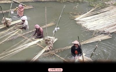 মানিকগঞ্জে পাটের ভরা মৌসুম, ব্যস্ত সময় পার করছেন কৃষকরা