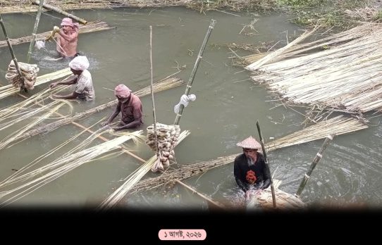 মানিকগঞ্জে পাটের ভরা মৌসুম, ব্যস্ত সময় পার করছেন কৃষকরা