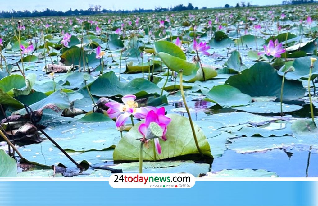 ভবানীপুরের পদ্মবিল নজর কাড়ছে দর্শনার্থীদের
