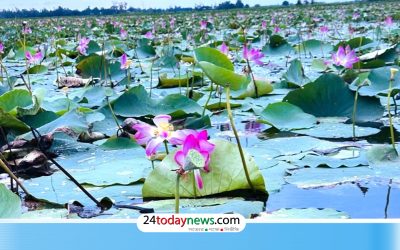 ভবানীপুরের পদ্মবিল নজর কাড়ছে দর্শনার্থীদের