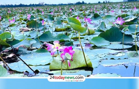 ভবানীপুরের পদ্মবিল নজর কাড়ছে দর্শনার্থীদের
