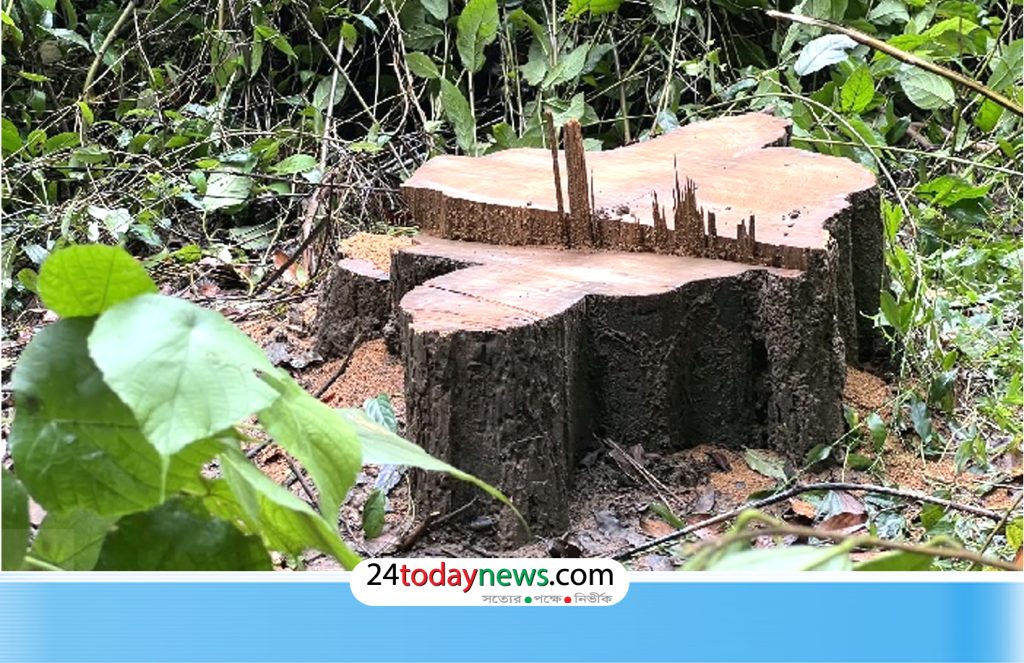 লাউয়াছড়ায় কড়া নিরাপত্তার মধ্যেও সেগুন গাছ চুরি