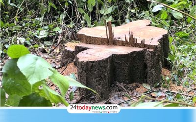 লাউয়াছড়ায় কড়া নিরাপত্তার মধ্যেও সেগুন গাছ চুরি
