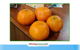 মৌলভীবাজারে এক হালি কমলা ৫০ হাজার টাকায় বিক্রি